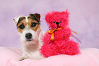 liegender Jack Russell Terrier