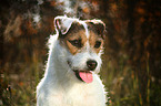Jack Russell Terrier im Gegenlicht