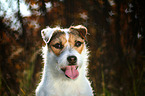 Jack Russell Terrier im Gegenlicht