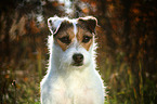 Jack Russell Terrier im Gegenlicht