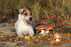 liegender Jack Russell Terrier mit Pilzen