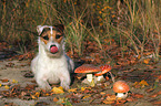 liegender Jack Russell Terrier mit Pilzen