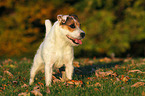 stehender Jack Russell Terrier im Abendlicht