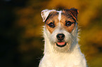 Jack Russell Terrier Portrait im Abendlicht