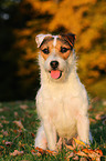 sitzender Jack Russell Terrier im Abendlicht