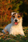 liegender Jack Russell Terrier im Abendlicht