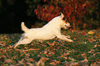 rennender Jack Russell Terrier im Abendlicht