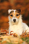 liegender Jack Russell Terrier