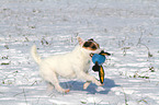 spielender Jack Russell Terrier im Schnee