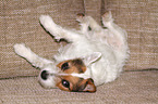 Jack Russell Terrier wlzt sich auf der Couch