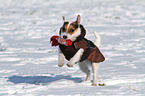 spielender Jack Russell Terrier