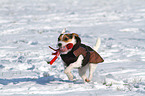 spielender Jack Russell Terrier
