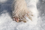 Jack Russell Terrier Pfote