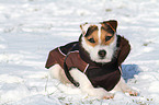 liegender Jack Russell Terrier