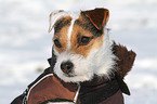 Jack Russell Terrier Portrait