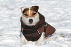liegender Jack Russell Terrier