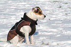 sitzender Jack Russell Terrier
