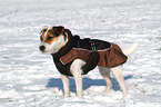 stehender Jack Russell Terrier