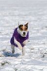 rennender Jack Russell Terrier