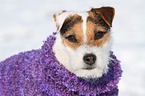Jack Russell Terrier Portrait