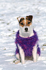 sitzender Jack Russell Terrier