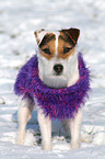 stehender Jack Russell Terrier