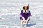 rennender Jack Russell Terrier