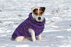 sitzender Jack Russell Terrier