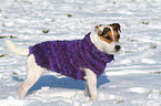 stehender Jack Russell Terrier