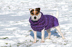 stehender Jack Russell Terrier