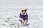 rennender Jack Russell Terrier