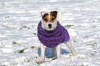 stehender Jack Russell Terrier