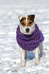 stehender Jack Russell Terrier