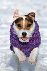 rennender Jack Russell Terrier