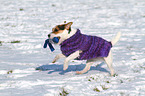 spielender Jack Russell Terrier