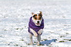 rennender Jack Russell Terrier