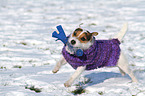 spielender Jack Russell Terrier