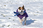 spielender Jack Russell Terrier