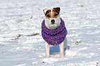 stehender Jack Russell Terrier