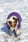Jack Russell Terrier mit Spielzeug