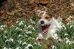 liegender Jack Russell Terrier