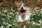 liegender Jack Russell Terrier