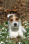 liegender Jack Russell Terrier