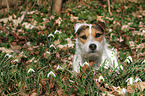 liegender Jack Russell Terrier