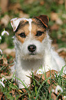 liegender Jack Russell Terrier
