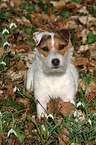 liegender Jack Russell Terrier