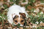 liegender Jack Russell Terrier
