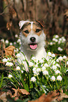 Jack Russell Terrier Portrait