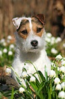 Jack Russell Terrier Portrait