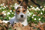 Jack Russell Terrier Portrait